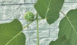 桑植新瓜最新爆料,揭秘瓜界新宠儿的神秘面纱